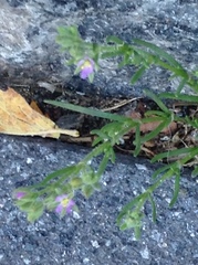 Spergularia media media