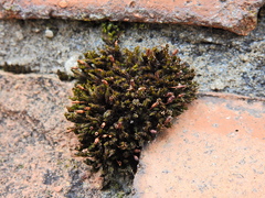 Orthotrichum anomalum