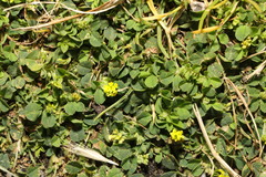 Medicago lupulina