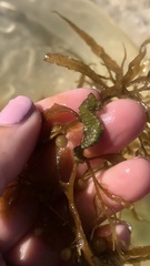 Hippocampus zosterae