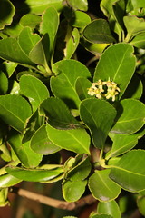 Euonymus japonicus