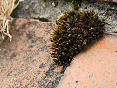 Orthotrichum anomalum