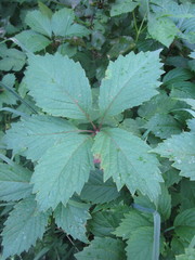 Parthenocissus inserta