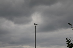 Chroicocephalus ridibundus