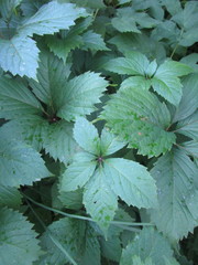 Parthenocissus inserta