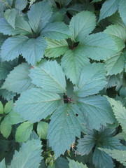 Parthenocissus inserta