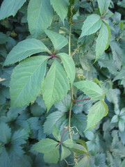 Parthenocissus inserta