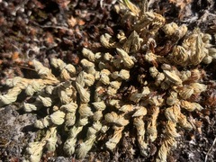 Selaginella densa scopulorum