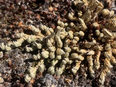 Selaginella densa scopulorum