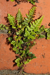 Asplenium adiantum-nigrum