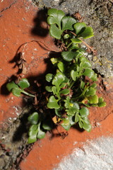 Asplenium ruta-muraria