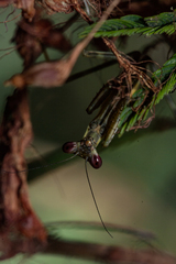 Cardioptera brachyptera