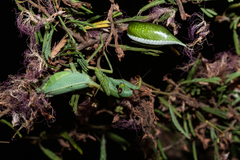 Cardioptera brachyptera