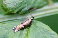 Enchrysa dissectella