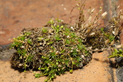 Sagina procumbens