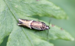 Enchrysa dissectella