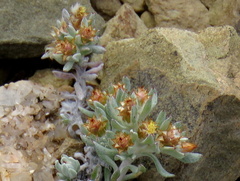 Helichrysum pumilio
