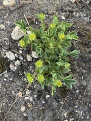 Sibbaldia procumbens