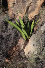 Watsonia vanderspuyae