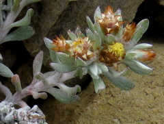 Helichrysum pumilio