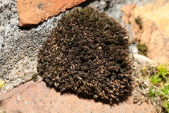 Orthotrichum anomalum