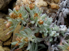 Helichrysum pumilio