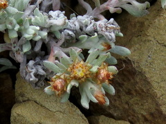 Helichrysum pumilio