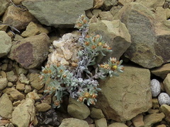 Helichrysum pumilio