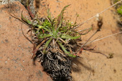 Plantago coronopus