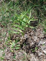 Asclepias asperula