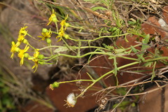 Senecio squalidus