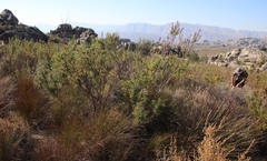 Serruria pedunculata