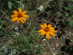 Zinnia juniperifolia