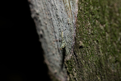 Fuga annulipes