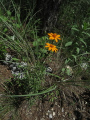 Zinnia juniperifolia