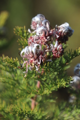 Serruria pedunculata