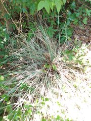 Muhlenbergia lindheimeri