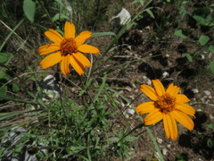 Zinnia juniperifolia