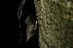 Fuga annulipes