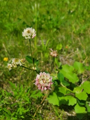 Trifolium hybridum