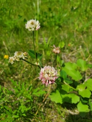 Trifolium hybridum