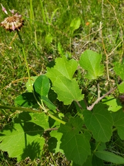 Trifolium hybridum