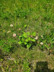 Trifolium hybridum