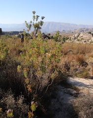 Serruria pedunculata