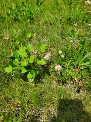 Trifolium hybridum