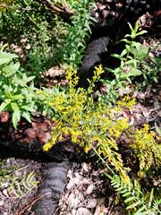 Solidago chapmanii image