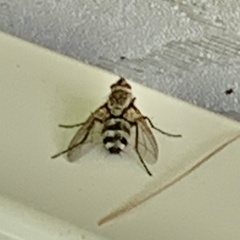 Microphthalma disjuncta