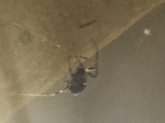 Theridiidae