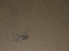 Theridiidae