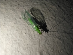 Pseudomallada prasinus